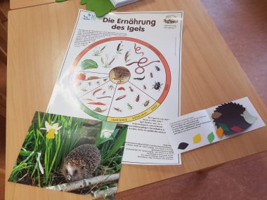 Unser Igelprojekt  – Besuch von Frau Schönfeld aus dem Igelschutzzentrum