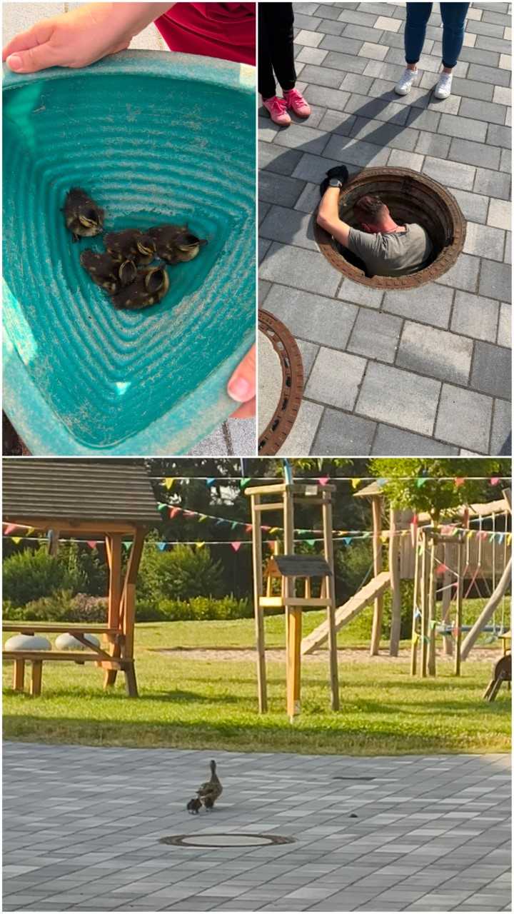 Entenmutter verirrt sich im Kindergarten der Schlossmäuse in Pomßen